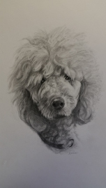 Delawsky Poodle