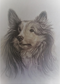 collie commission