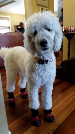 Delawsky Poodle source photo